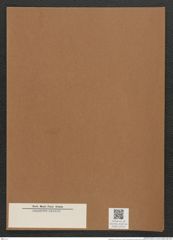 Rhaphoneis sp. (de-Toni-Nr.: Genus 78) Zeichnungen Sammlung Grunow Mappe 03018 (Herbarium_W_Grunow_drawings_Folder_03018)